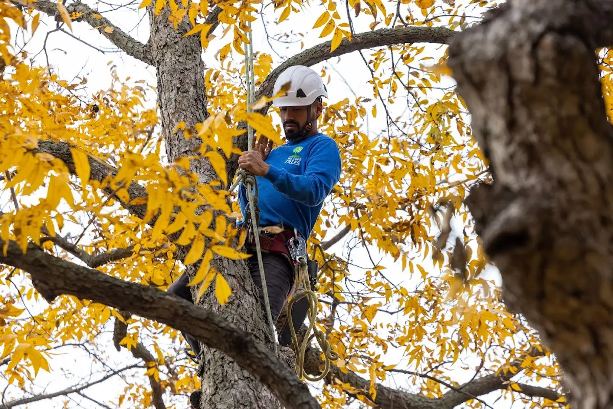 Skilled Dead Tree Removal crew working in West Augusta