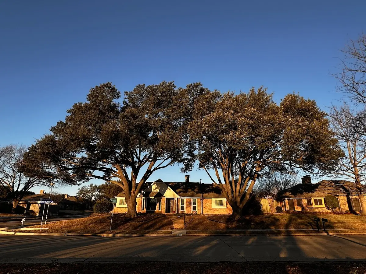 Established residential canopy tree shading a home in West Augusta